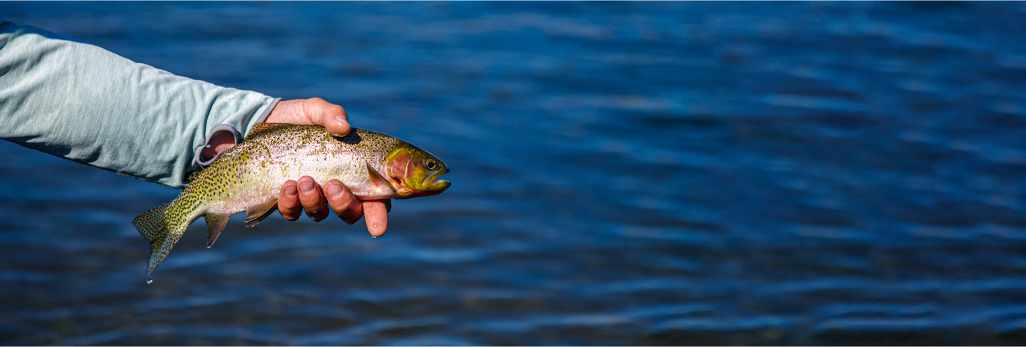 Rod Pod & Tripod Verkaufsgeschäft 10 Rod Pod & Tripod Verkaufsgeschäft -Rod Pod & Tripod Verkaufsgeschäft catchesBannerDesktop 350a70039d1134b9befd81645a2683c2